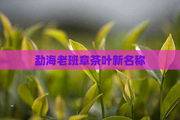 勐海老班章茶叶新名称