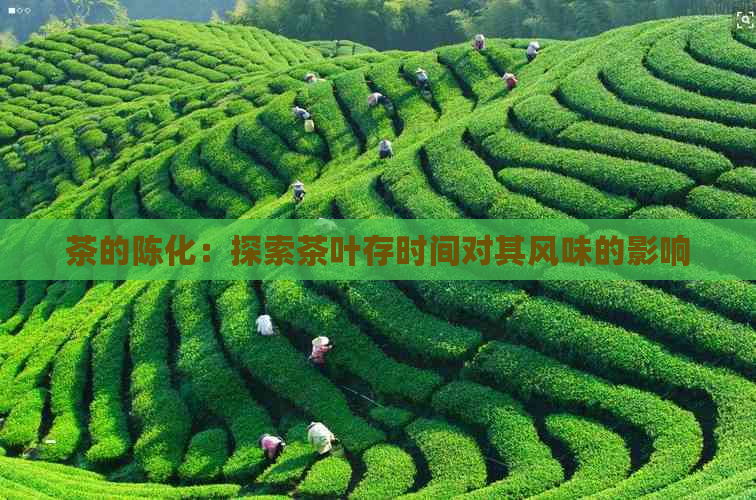 茶的陈化：探索茶叶存时间对其风味的影响