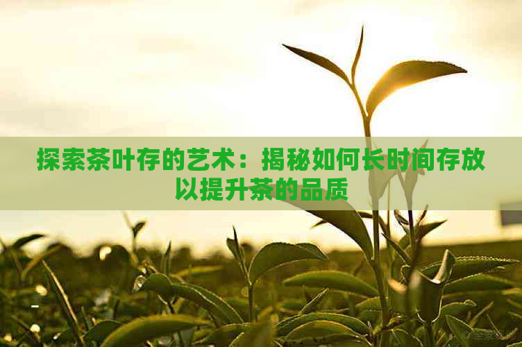 探索茶叶存的艺术：揭秘如何长时间存放以提升茶的品质