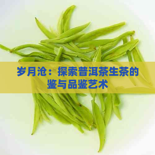 岁月沧：探索普洱茶生茶的鉴与品鉴艺术