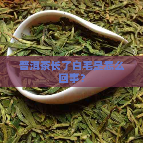 普洱茶长了白毛是怎么回事？