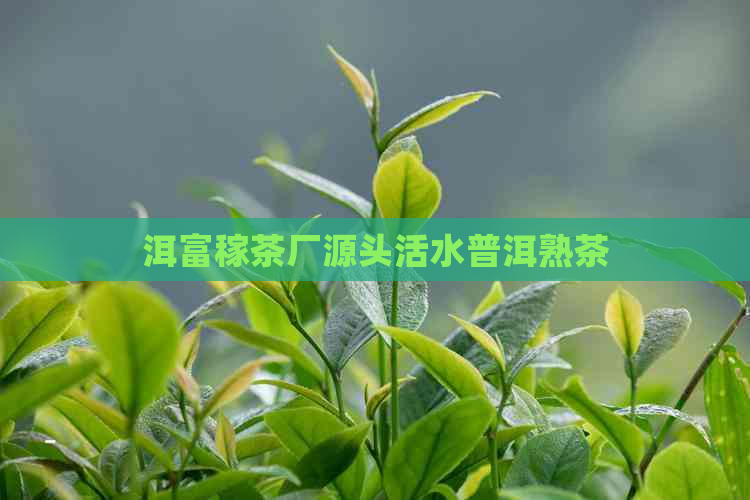 洱富稼茶厂源头活水普洱熟茶