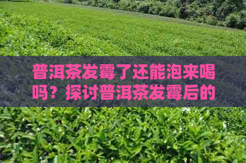 普洱茶发霉了还能泡来喝吗？探讨普洱茶发霉后的处理方式