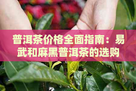 普洱茶价格全面指南：易武和麻黑普洱茶的选购与投资策略