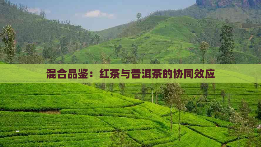 混合品鉴：红茶与普洱茶的协同效应