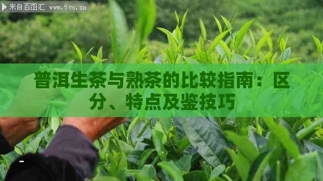 普洱生茶与熟茶的比较指南：区分、特点及鉴技巧