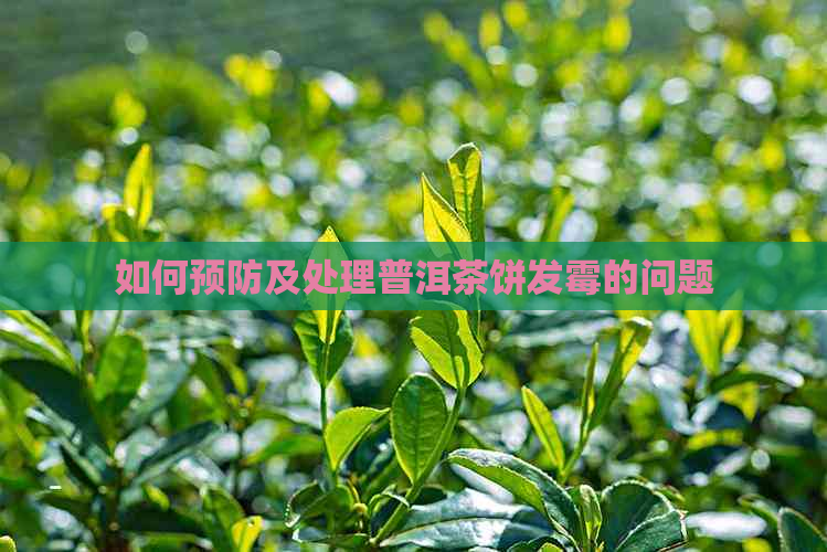 如何预防及处理普洱茶饼发霉的问题