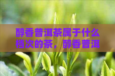 醇香普洱茶属于什么档次的茶，醇香普洱茶饼和醇香普洱茶熟茶的功效。