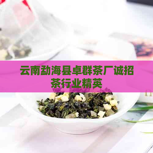 云南勐海县卓群茶厂诚招茶行业精英