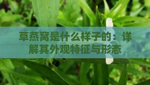 草燕窝是什么样子的：详解其外观特征与形态